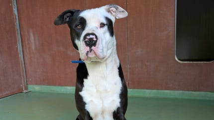 Scoubidou, chien à adopter