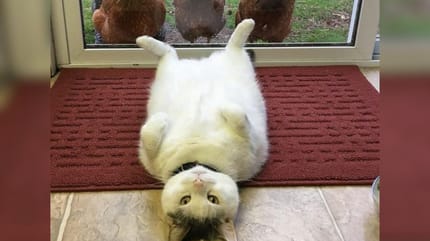 Scruffles tiene muchos seguidores.