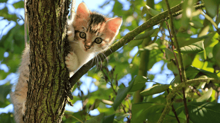 come stimolare il gatto a fare la cacca