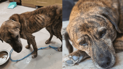 Segugio Maremmano in rescue