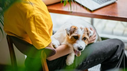 seguro-perros-curso-obligatorio-nueva-ley