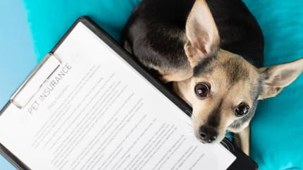 es-obligatorio-el -seguro-de-responsabilidad-civil-para-perros