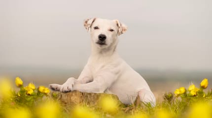 Seltene Hundenamen (weiblich)