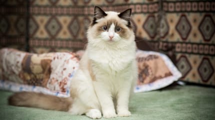 Seltene Katzennamen (weiblich)