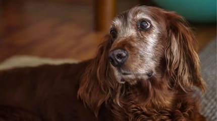 senior hond adopteren