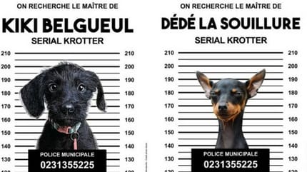 campagne contre déjections canines mondeville