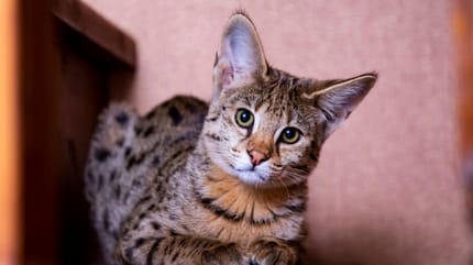 Serval Katze