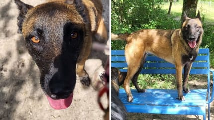 Shana, chienne Malinoise à adopter