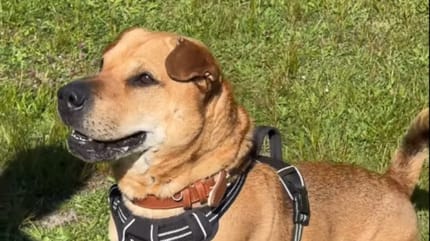 Shar-Pei-Mix Rocky