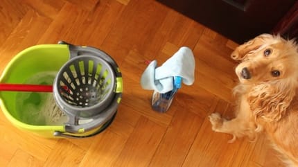 chien et produits nettoyants