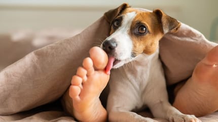Betekenis van het likken van voeten door een hond