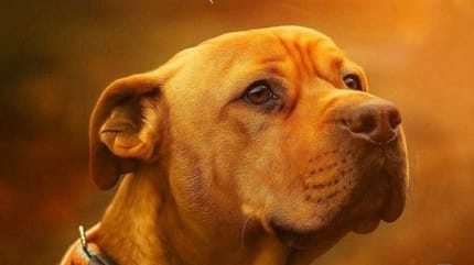 Simba le chien à adopter