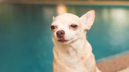 Síndrome del perro pequeño