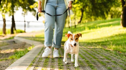 sindrome vestibolare nel cane