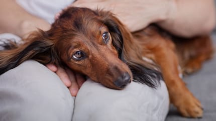 singhiozzo nel cane