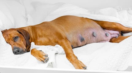 sintomas de embarazo en los perros