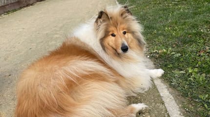 Sissy, chienne Colley à adopter