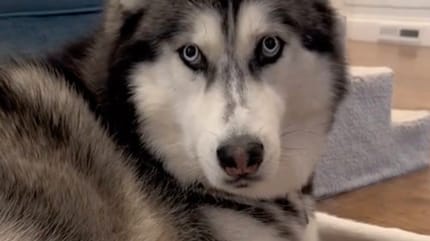 Skye le chien