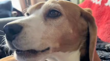 Snoop le Beagle