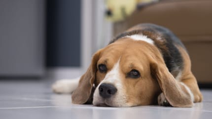 Sodbrennen Hund: Hausmittel