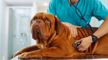 soffio al cuore nel cane