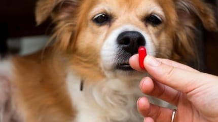 Les soins pour les animaux sont-ils remboursés ?