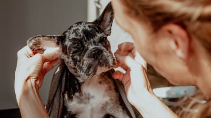 soins chiot