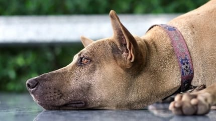solutions pour sortir le chien de sa déprime