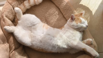 sommeil chat