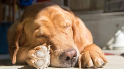 chien qui dort