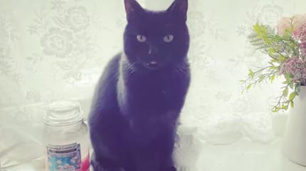 Sooty, ein schwarzer Kater