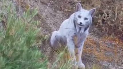 Spaanse hobbyfotograaf legt zeldzame witte Iberische Lynx vast op camera