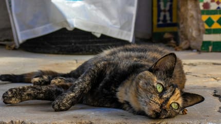spaanse kattennamen