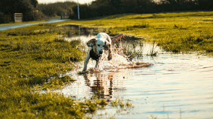 Spaniel running in a puddle
