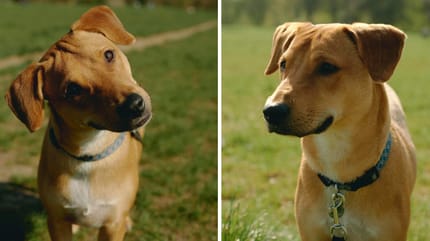 Spark, chien à adopter