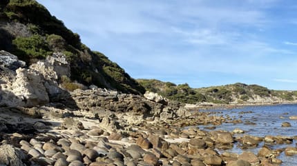 playa con perros camuflados