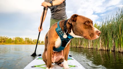 stand up paddle con cane