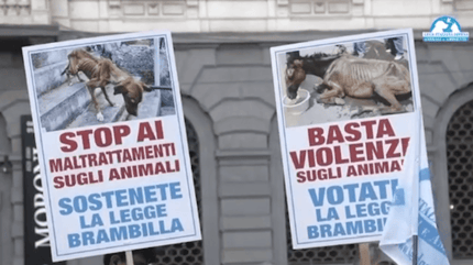 stop violenza animali