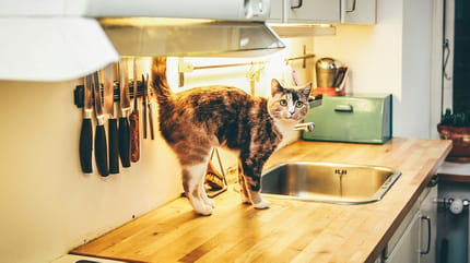 stoute kattennamen