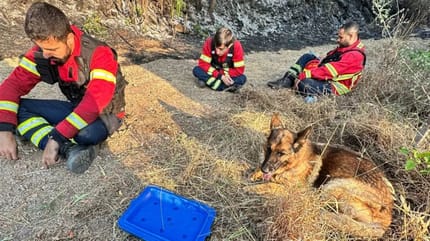 Firefighters and rescued dog