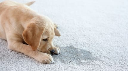 Struvitsteine: Hund