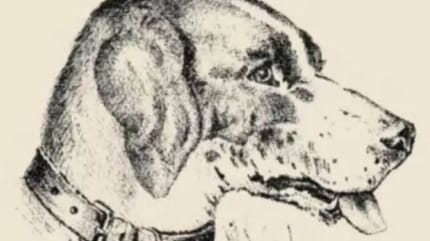 Zoekplaatje hond