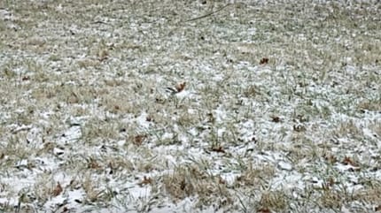 Zoekplaatje Husky in winterlandschap