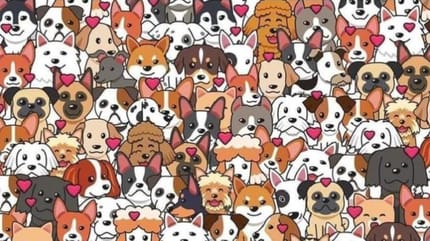 Suchbild Katze unter Hunden