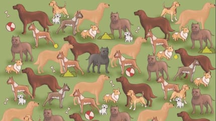 puedes encontrar al gato entre todos los perros