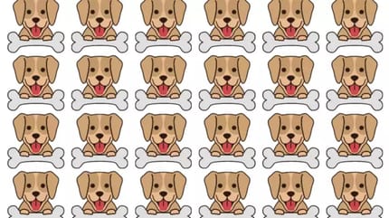 Suchbild: Welcher Hund tanzt aus der Reihe?