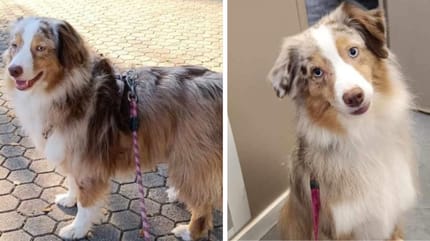 Sushi, Berger Australien à adopter