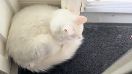 Svenn le chat blanc