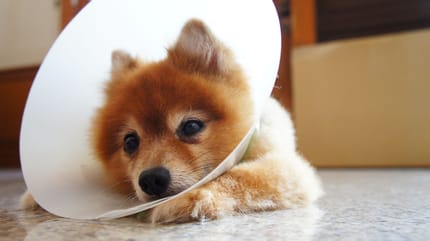 sverminazione del cane