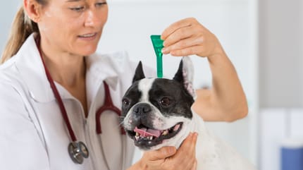 sverminazione del cane